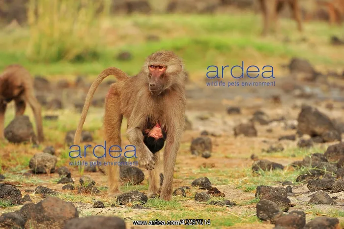 : Hamadryas Baboon / Sacred Baboon / White Baboon : Hamadryas Baboon / Sacred Baboon / White Baboon