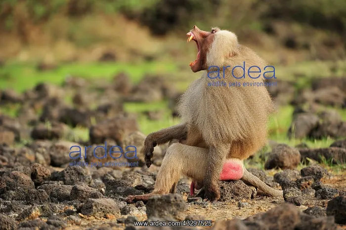 : Hamadryas Baboon / Sacred Baboon / White Baboon : Hamadryas Baboon / Sacred Baboon / White Baboon