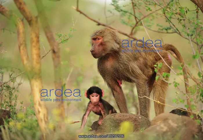 : Hamadryas Baboon  /  Sacred Baboon  /  White Baboon