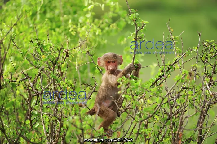 : Hamadryas Baboon / Sacred Baboon / White Baboon : Hamadryas Baboon / Sacred Baboon / White Baboon