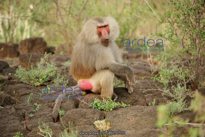  : Hamadryas Baboon  /  Sacred Baboon  /  White Baboon