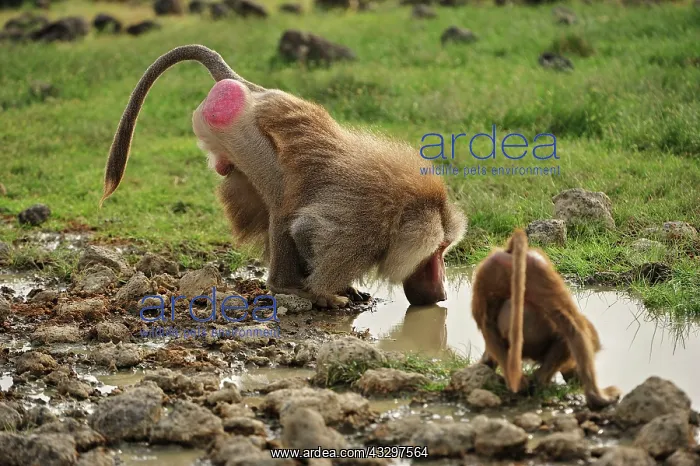 : Hamadryas Baboon / Sacred Baboon / White Baboon : Hamadryas Baboon / Sacred Baboon / White Baboon