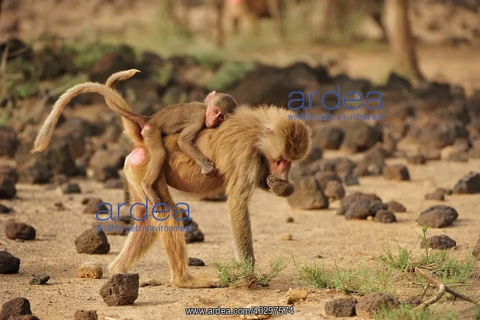 : Hamadryas Baboon / Sacred Baboon / White Baboon : Hamadryas Baboon / Sacred Baboon / White Baboon