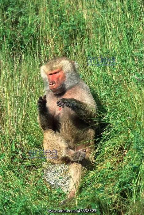 : HAMADRYAS BABOON - sitting on rock : HAMADRYAS BABOON - sitting on rock