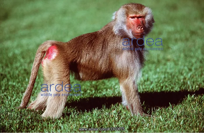 : HAMADRYAS BABOON - side view : HAMADRYAS BABOON - side view
