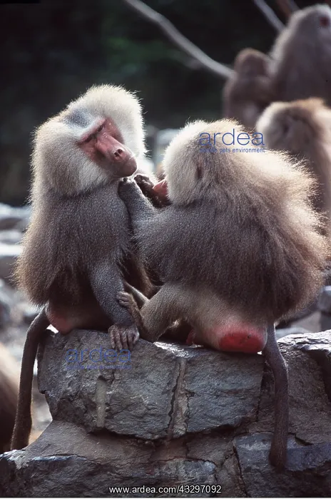 : HAMADRYAS BABOON - x two : HAMADRYAS BABOON - x two