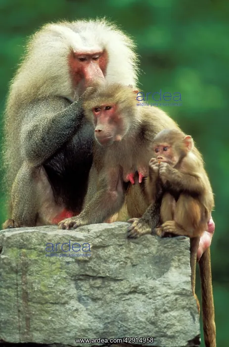 : Hamadryas BABOONS - family, male delousing female with baby : Hamadryas BABOONS - family, male delousing female with baby