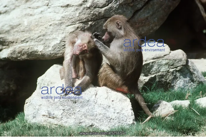 : Hamadryas Baboons - grooming : Hamadryas Baboons - grooming