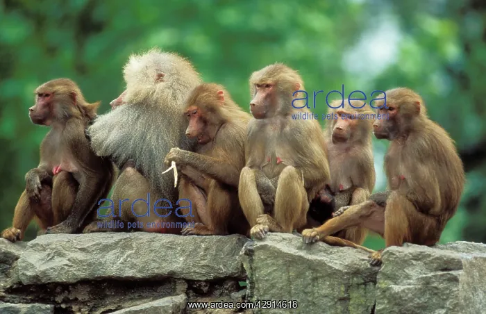 : Hamadryas BABOONS - group sitting on rocks, male with harem : Hamadryas BABOONS - group sitting on rocks, male with harem