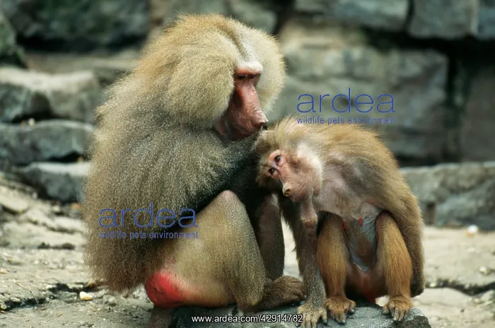 : Hamadryas BABOONS - male grooming / delousing female : Hamadryas BABOONS - male grooming / delousing female