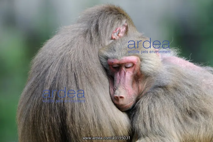 : Hamadryas Baboons (Papio hamadryas) : Hamadryas Baboons (Papio hamadryas)