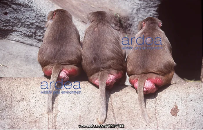 : HAMADRYAS BABOONS - x three, back view : HAMADRYAS BABOONS - x three, back view