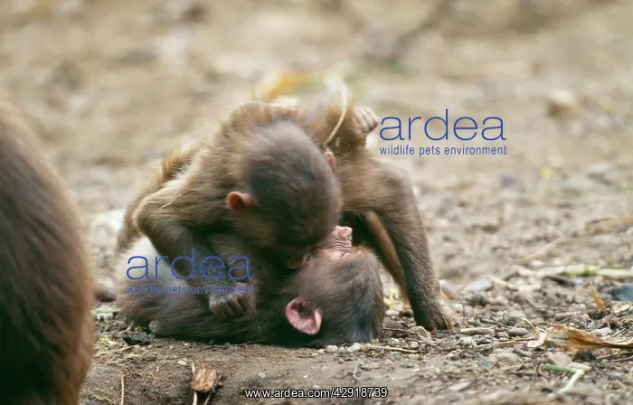 : HAMADRYAS BABOONS - x two, play fighting : HAMADRYAS BABOONS - x two, play fighting