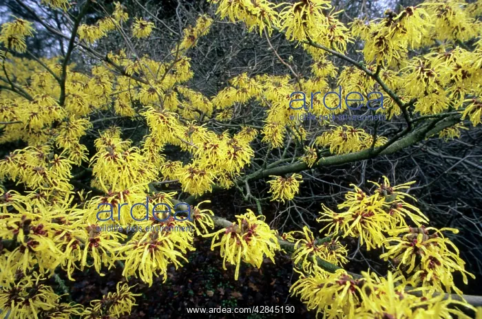 : Hamamelis - in garden Arboretum : Hamamelis - in garden Arboretum