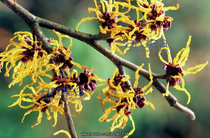 : Hamamelis - in spring : Hamamelis - in spring