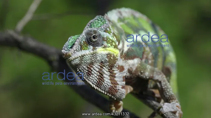  : ?hameleon sits on a tree branch, licks his lips