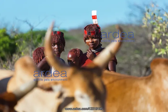 : Hamer people at a ceremony - Omo valley Ethiopia : Hamer people at a ceremony - Omo valley Ethiopia