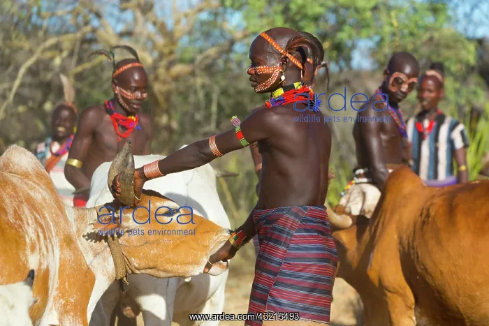 : Hamer people at a ceremony - Omo valley Ethiopia : Hamer people at a ceremony - Omo valley Ethiopia