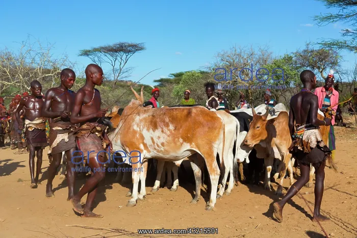  : Hamer people at a ceremony - Omo valley Ethiopia