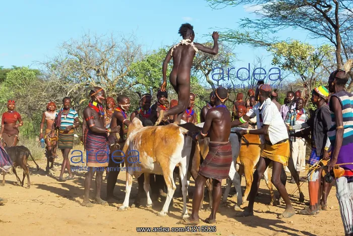 : Hamer people at a ceremony - Omo valley Ethiopia : Hamer people at a ceremony - Omo valley Ethiopia