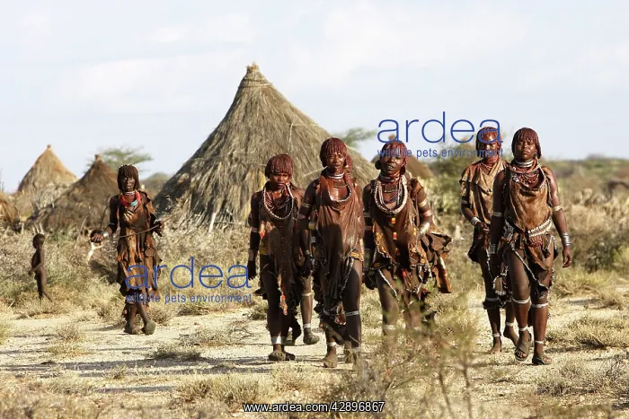: Hamer tribe - group of girls : Hamer tribe - group of girls