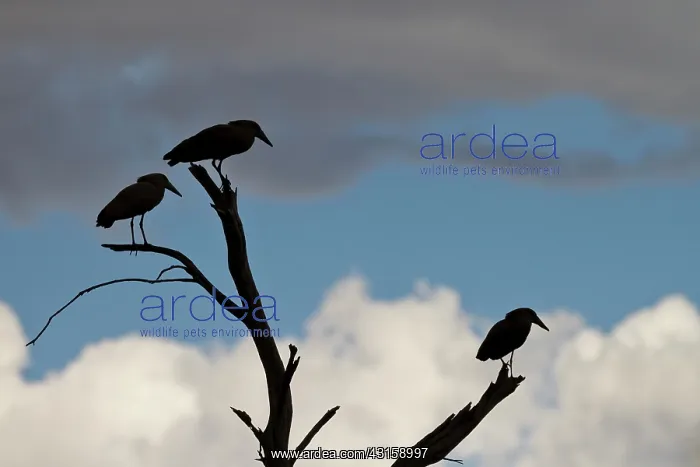 : Hamerkop. silhouette of three Hamerkop (Scopus umbretta) perched in a dead tree : Hamerkop. silhouette of three Hamerkop (Scopus umbretta) perched in a dead tree