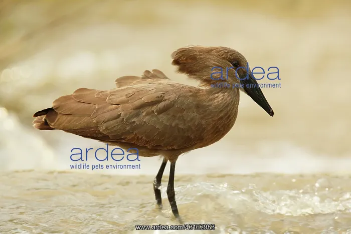 : Hamerkop (Scopus umbretta) standing in the water : Hamerkop (Scopus umbretta) standing in the water