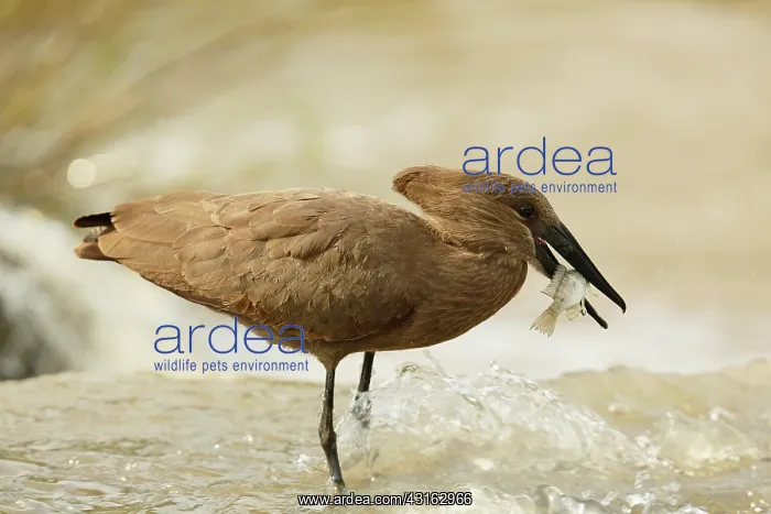 : Hamerkop (Scopus umbretta) standing in water with a caught fish in its bill : Hamerkop (Scopus umbretta) standing in water with a caught fish in its bill
