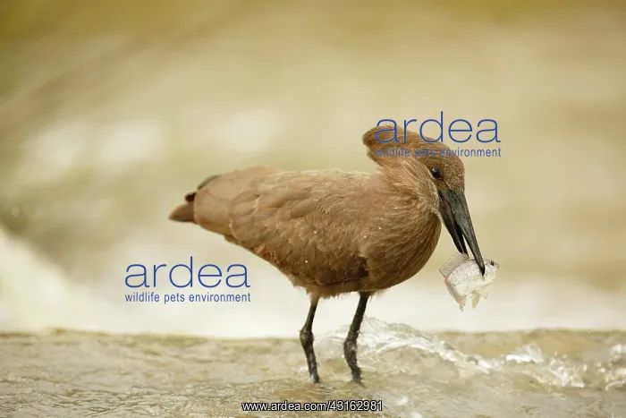 : Hamerkop (Scopus umbretta) standing in water with a caught fish in its bill : Hamerkop (Scopus umbretta) standing in water with a caught fish in its bill