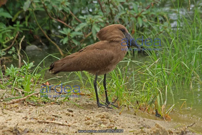  : Hamerkop