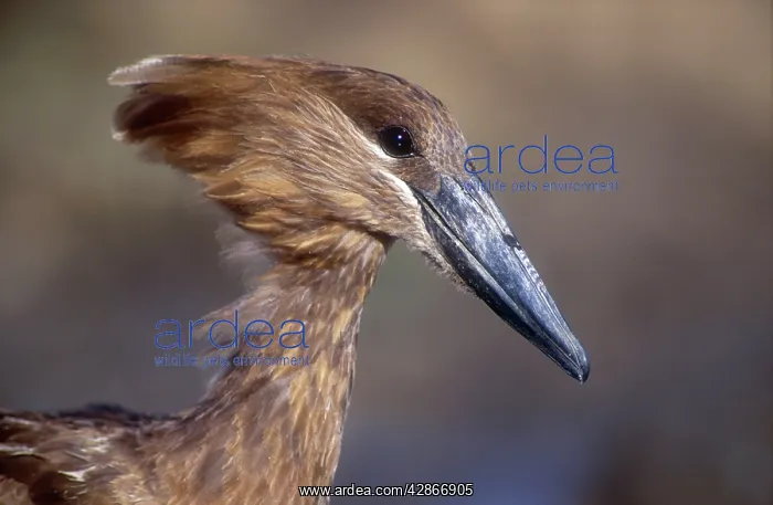 : Hamerkop - Close up of head and face : Hamerkop - Close up of head and face