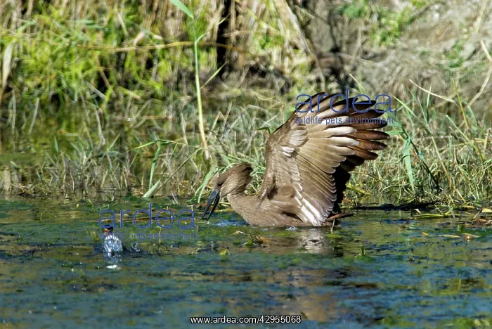 : Hamerkop fishing : Hamerkop fishing