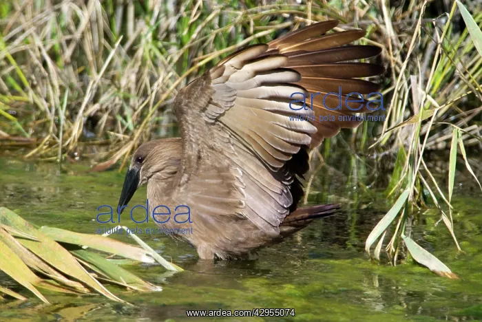 : Hamerkop fishing : Hamerkop fishing