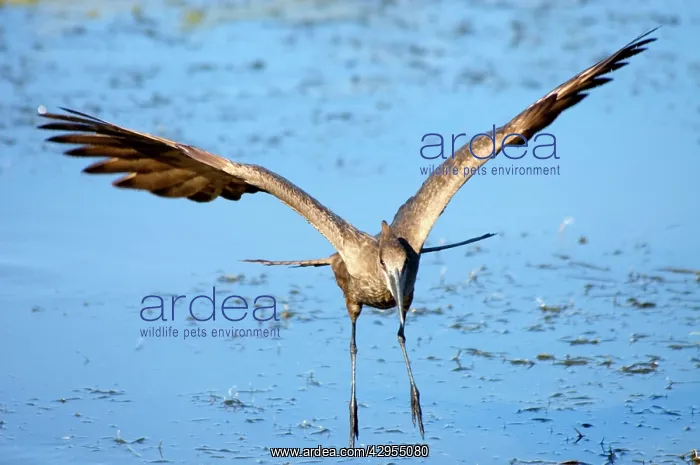 : Hamerkop in flight : Hamerkop in flight