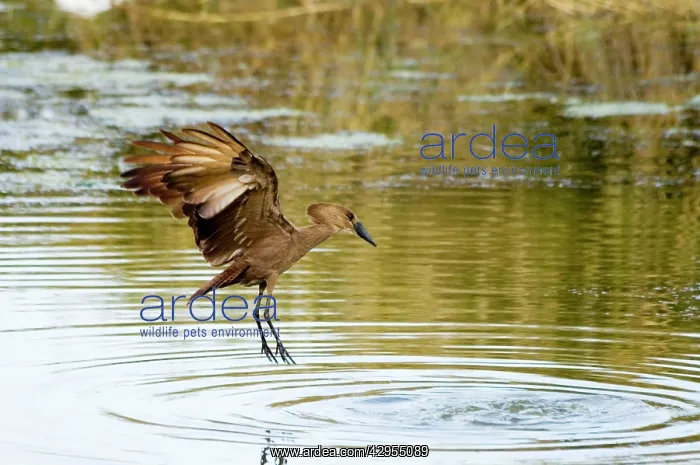 : Hamerkop in flight : Hamerkop in flight