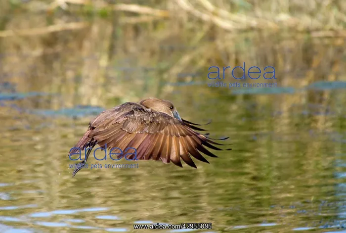 : Hamerkop in flight : Hamerkop in flight