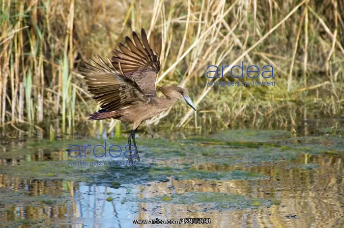 : Hamerkop in flight : Hamerkop in flight