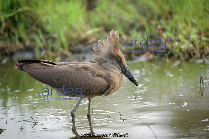 : Hamerkop or lightning bird, (Scopus umbretta). Botswana : Hamerkop or lightning bird, (Scopus umbretta). Botswana