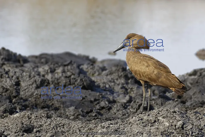 : Hamerkop (Scopus umbretta), on muddy ground at a : Hamerkop (Scopus umbretta), on muddy ground at a