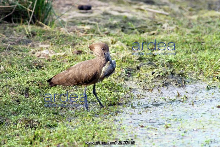 : Hamerkop with tilapia fish : Hamerkop with tilapia fish
