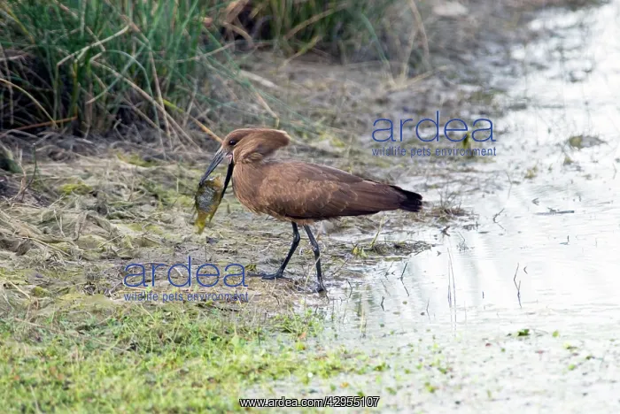 : Hamerkop with tilapia fish : Hamerkop with tilapia fish