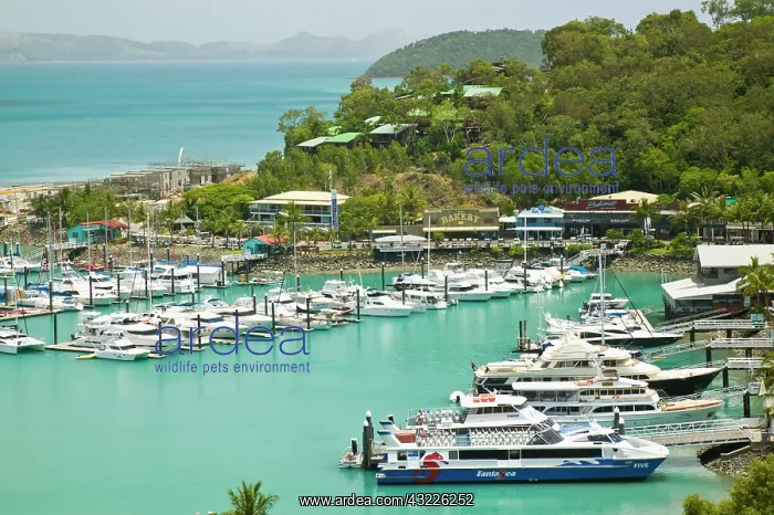 : Hamilton Island Harbor, Hamilton Island : Hamilton Island Harbor, Hamilton Island