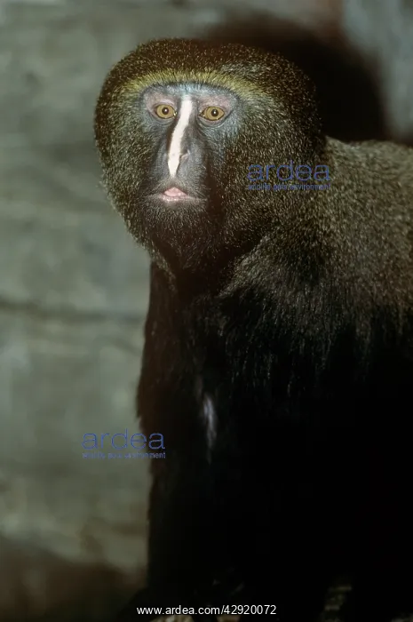 : Hamlyn's Guenon / Owl-faced Monkey : Hamlyn's Guenon / Owl-faced Monkey
