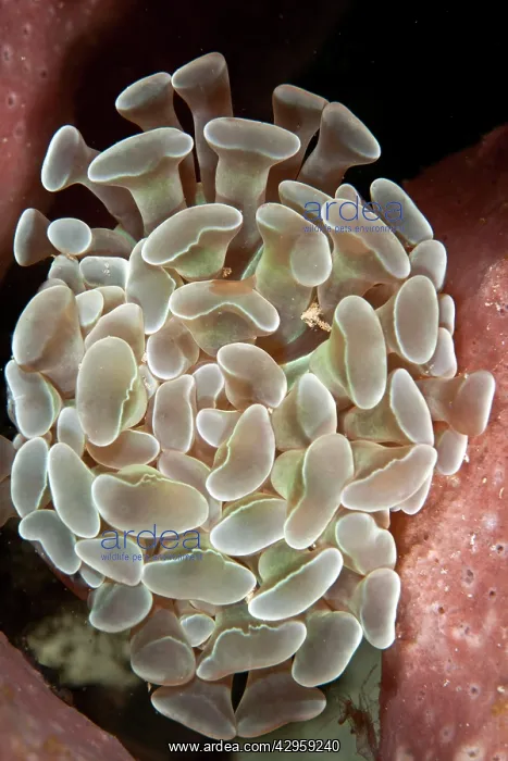  : Hammer Coral