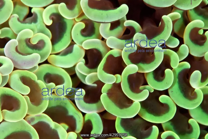 : Hammer Coral : Hammer Coral
