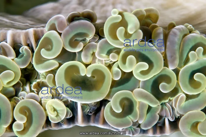 : Hammer Coral / Anchor Coral : Hammer Coral / Anchor Coral