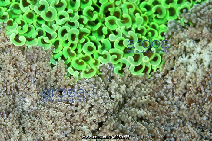 : Hammer Coral - with Frogspawn Coral (Euphyllia divisa) : Hammer Coral - with Frogspawn Coral (Euphyllia divisa)