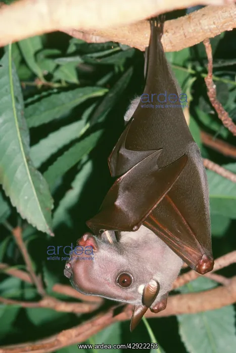 : Hammer-headed Fruit Bat : Hammer-headed Fruit Bat