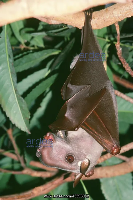 : Hammer-headed Fruit Bat : Hammer-headed Fruit Bat