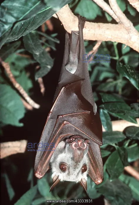 : HAMMER-HEADED FRUIT BAT - Hanging from branch : HAMMER-HEADED FRUIT BAT - Hanging from branch